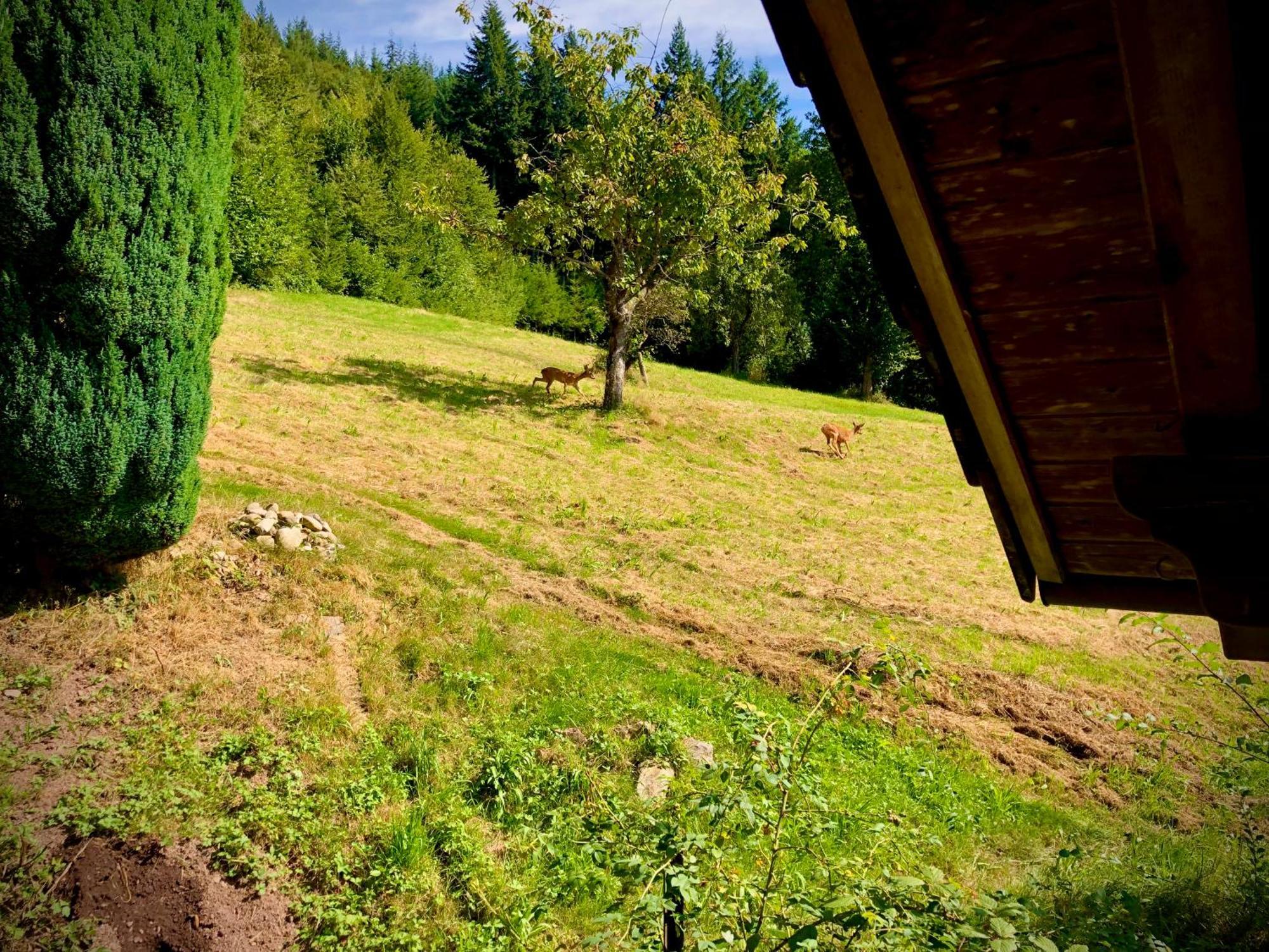 Hotel Ferien Im Schwarzwald Freiamt Extérieur photo